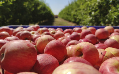 CleanFruit: Proyecto para la protección de cultivos de residuo cero