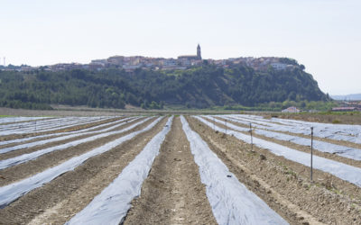 Bienvenida oficial al Espárrago de Navarra