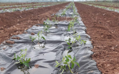 El Grupo AN realiza ensayos para sustituir el plástico en el cultivo de tomates, pimientos y alcachofas