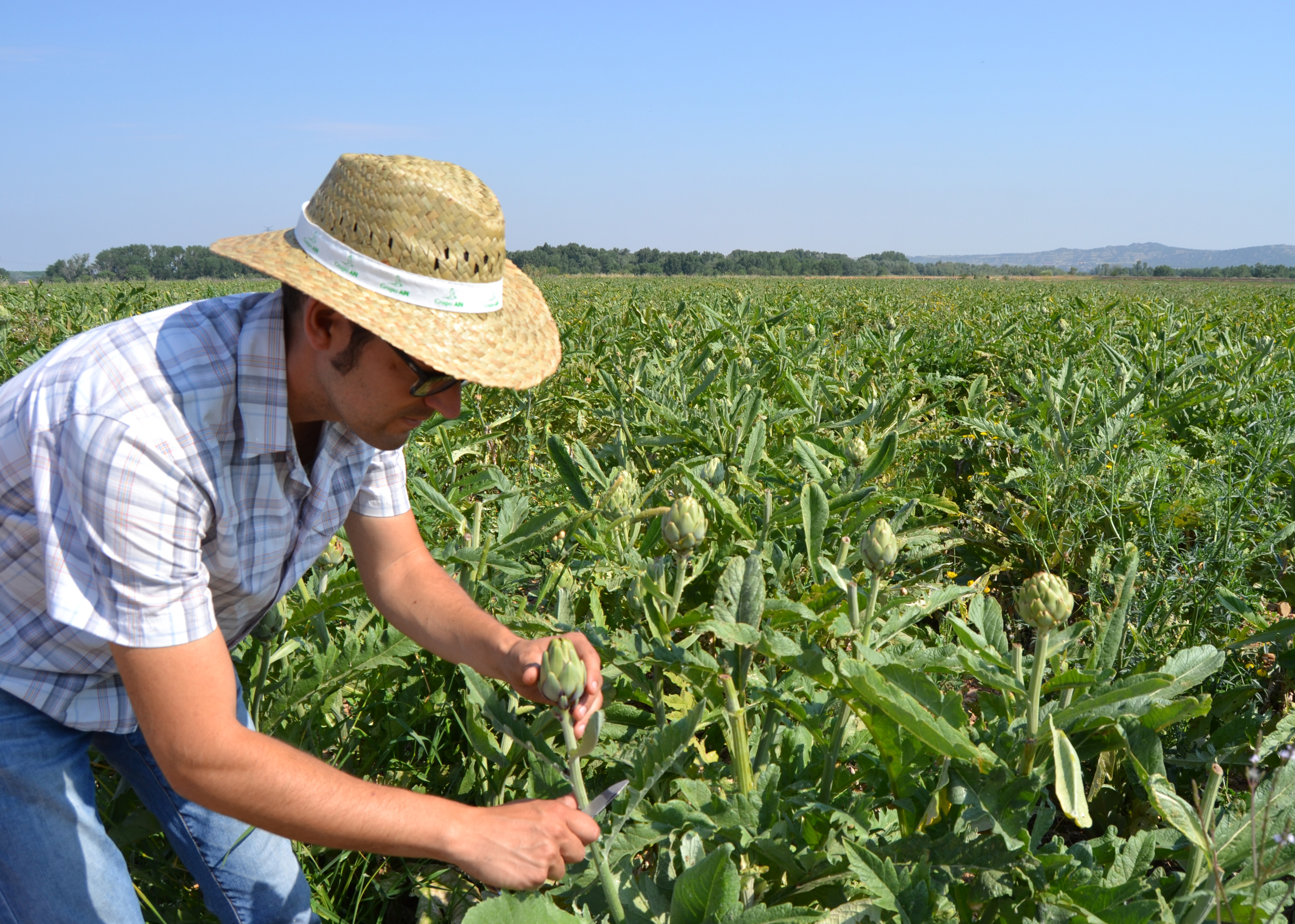 Agricultor recogiendo alcachofa en campo