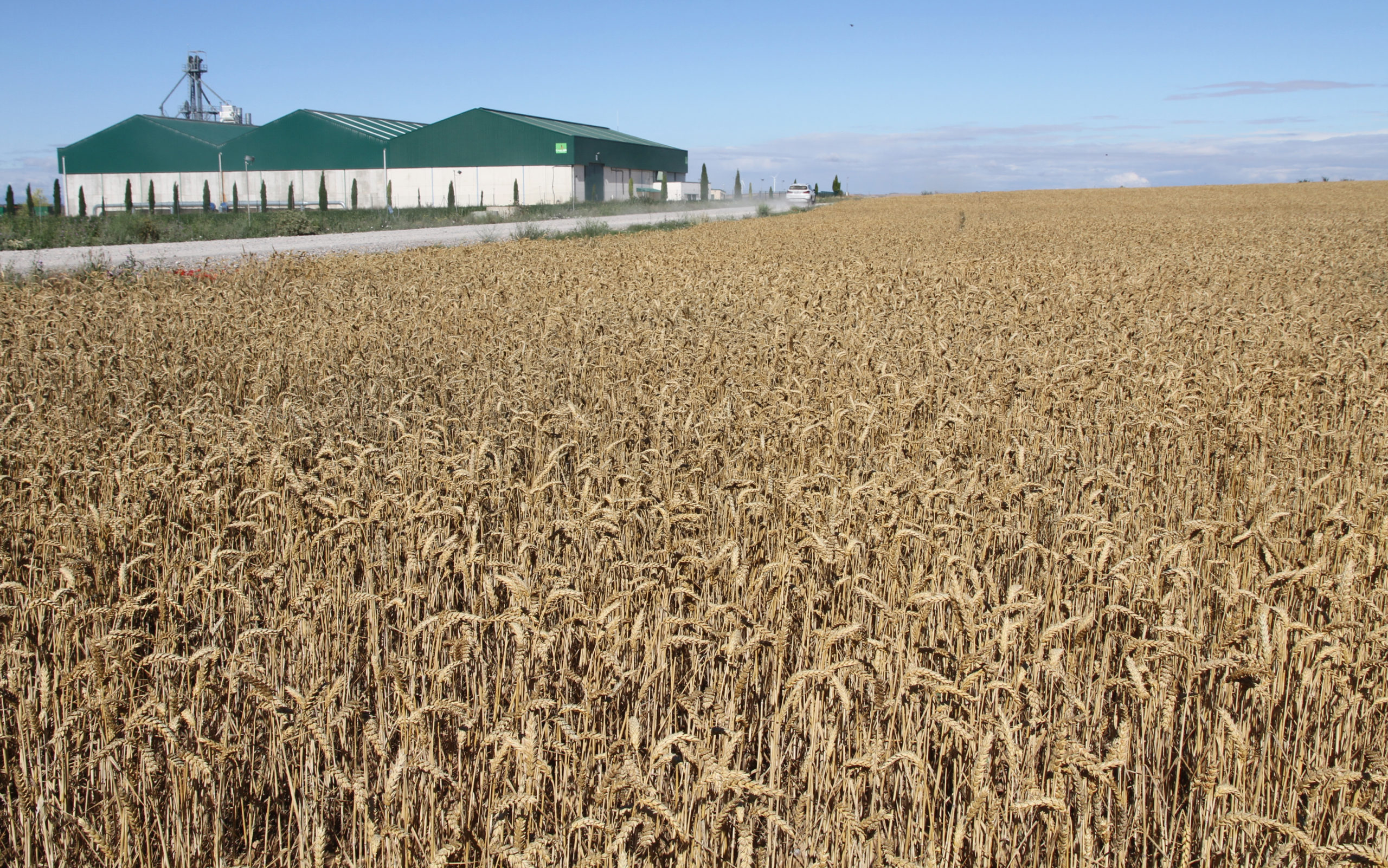 Cereal en la Cooperativa La Sarda de Beire