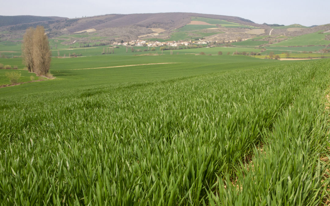 Las lluvias de marzo reverdecen los campos de cereal