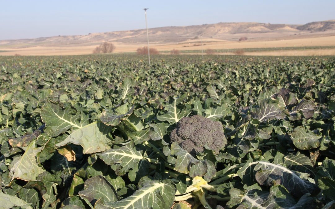 Las verduras de invierno entran en su recta final