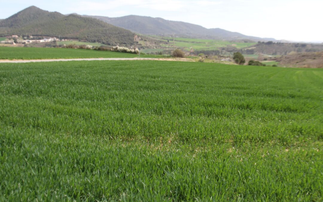 El cereal, pendiente de las lluvias de primavera