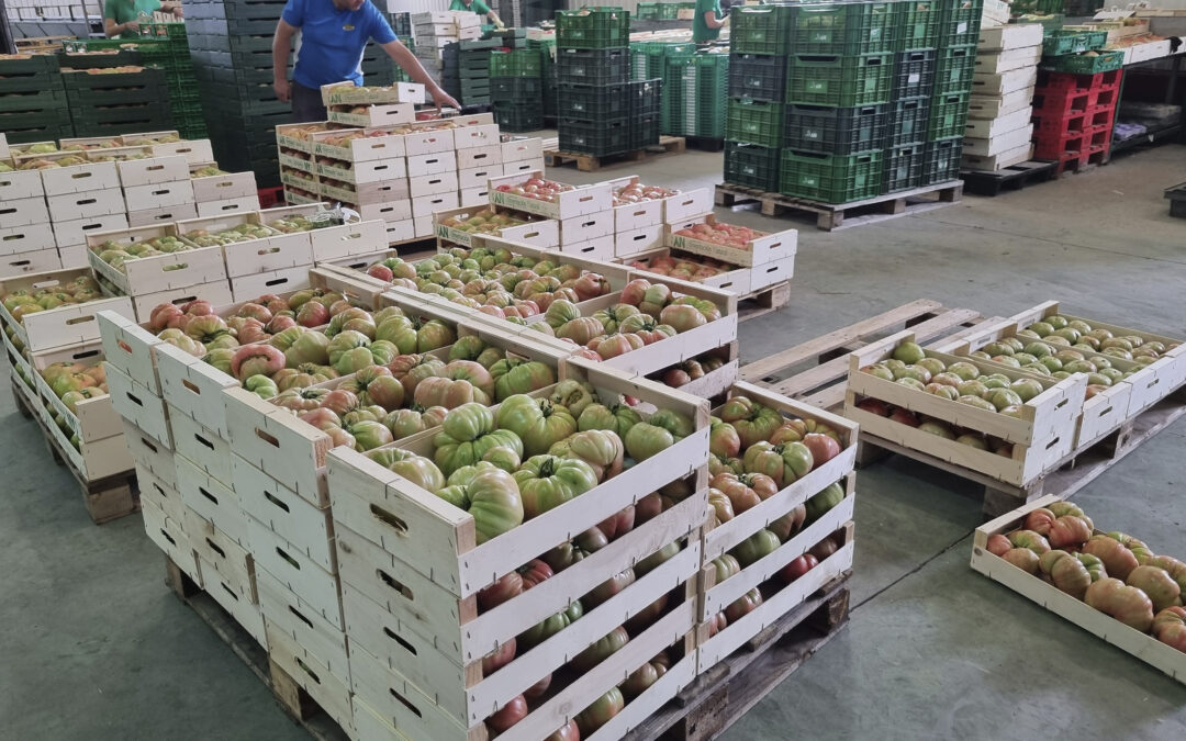 El tomate rosa, a pleno rendimiento