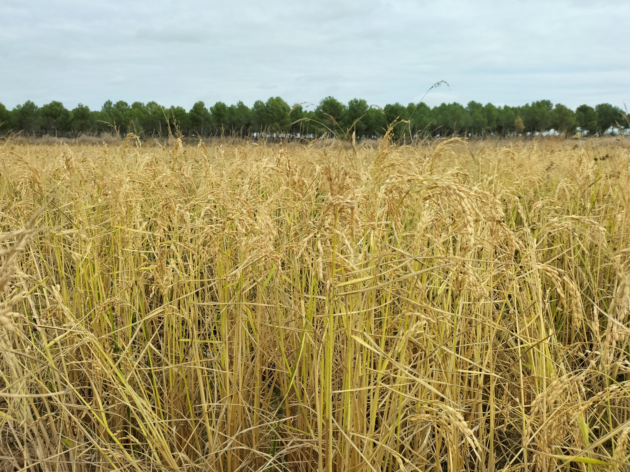 Campo de arroz en Arguedas